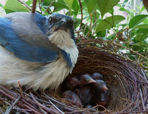 The Flycatcher: Male Scrub-Jay defending nest