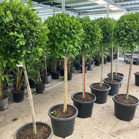 Ficus benjamina 'Emerald Green' (Emerald Ficus) | The Australian Plant Shop | Reviews on Judge.me