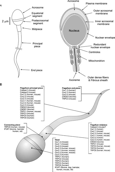 (A) Diagram of human sperm. Sperm head and flagellum are composed of... | Download Scientific ...