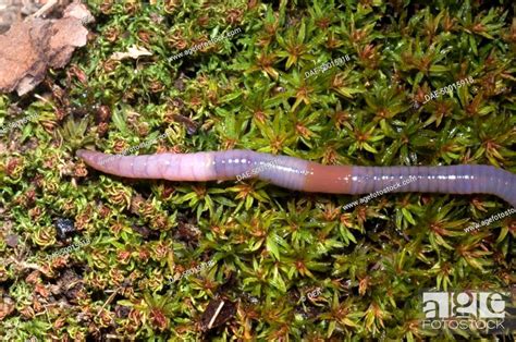 Annelida - Oligochaeta - Lumbricidae - Earthworm (Lumbricus terrestris), Stock Photo, Picture ...