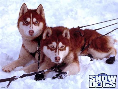 🔥 [50+] Dogs in the Snow Wallpapers | WallpaperSafari