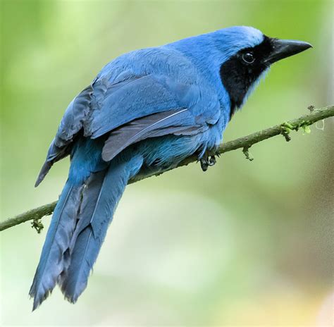 CORVID-19 – Beautiful Birds! – Be Your Own Birder