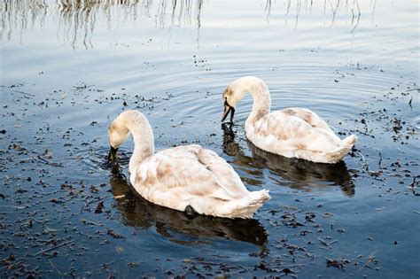 Swan feet stock photo. Image of webs, winter, wildlife - 14400744