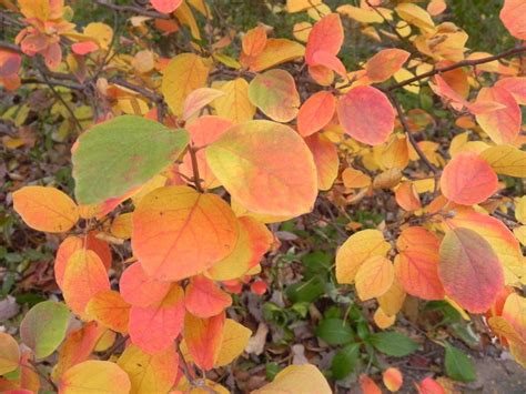 Photo of the fall color of Dwarf Fothergilla (Fothergilla gardenii ...