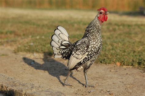 Silver Sebright bantam rooster | Oregon Department of Agriculture | Flickr