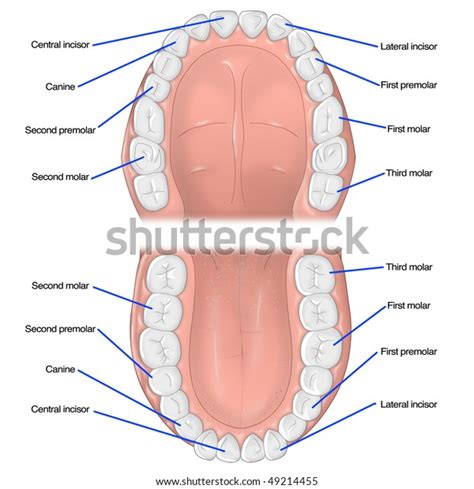 [DIAGRAM] Human Teeth Diagram Labeled FULL Version HD Quality Diagram ...