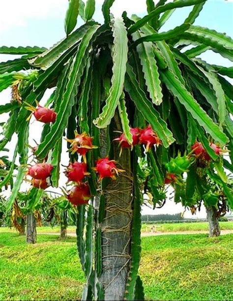 RootedunRooted Dragon Fruit Cactus Cutting within 12 inches Pitaya Home ...