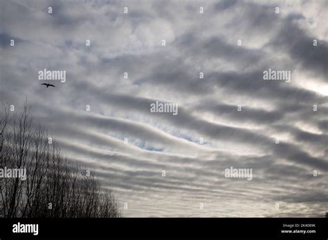 Row of wave shaped clouds, Stratocumulus stratiformis undulatus Stock ...