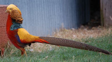 Golden Pheasant | Beautiful Bird Basic Facts & Pictures | Beauty Of Bird