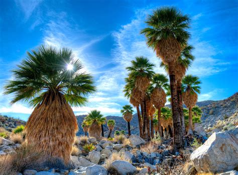 Anza-Borrego Desert State Park — Top 14 Reasons To Visit Story