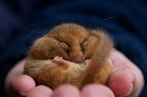 British Wildlife Centre ~ Keeper's Blog: Common Dormouse; Species Profile