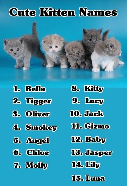 Cute kitten names | Kitten names, Kittens cutest, Kitten pictures