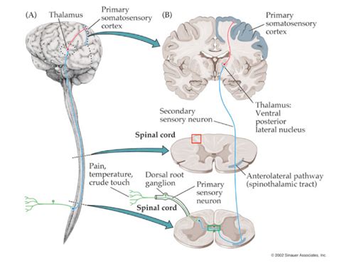 What is the function of the anterolateral system? — Brain Stuff