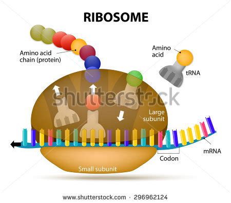 Ribosomes clipart 20 free Cliparts | Download images on Clipground 2024