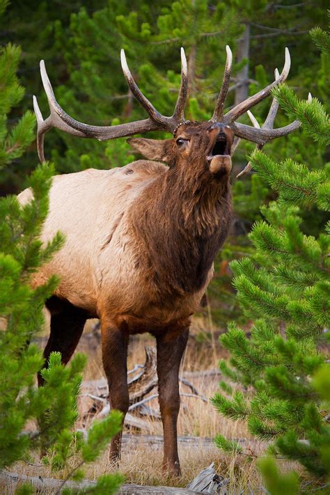 Elk Bugle 2 by StevenDavisPhoto on DeviantArt