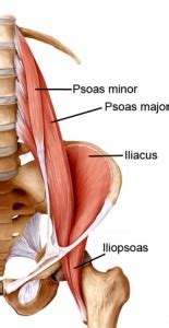 Iliopsoas - Location, Innervation, Function and Pictures