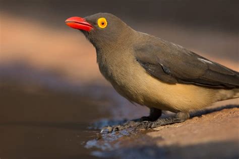 Red-billed Oxpecker Facts - CRITTERFACTS