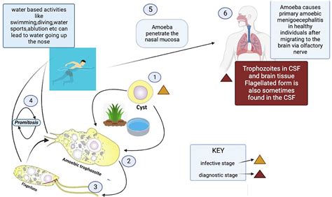 What is Naegleria fowleri or ‘Brain-Eating Amoeba’? · UPSCprep.com