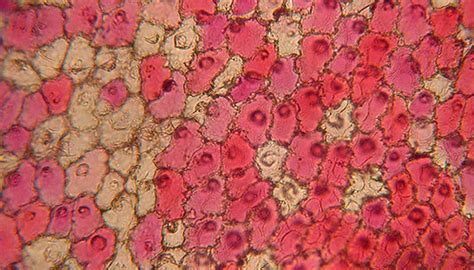 Structure of the Heart Cell | Sciencing