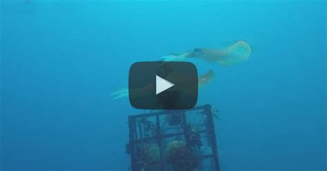 Bigfin Reef Squid Mating and Laying Eggs in Indonesia