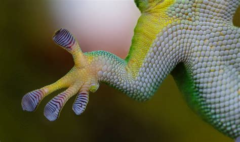 New Adhesive As Sticky As Gecko's Feet - Asian Scientist Magazine