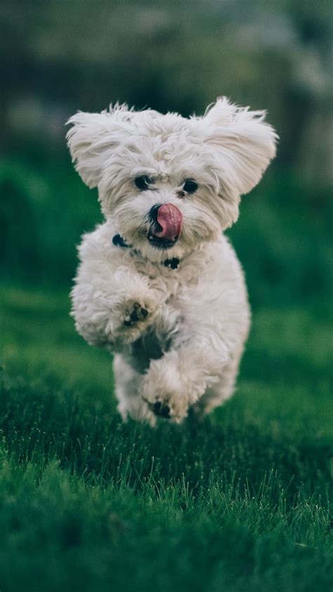 Bichon frise, dog, running, grass wallpaper