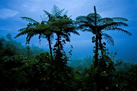 Papua New Guinea - Culture in Transition — Brent Stirton