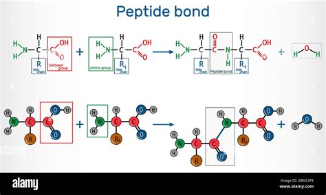 Peptide bond. Formation of amide bonds from two amino acids as a result of protein biosynthesis ...