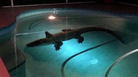 Florida man finds 11-foot alligator swimming in his pool - ABC7 Chicago