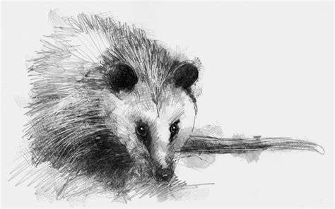 Opossum | SeanBriggs | Opossum, Fine art drawing, Animal drawings sketches