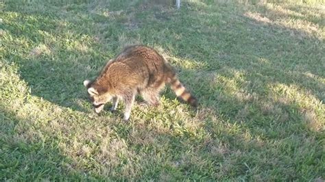 Rabid raccoon symptoms - YouTube