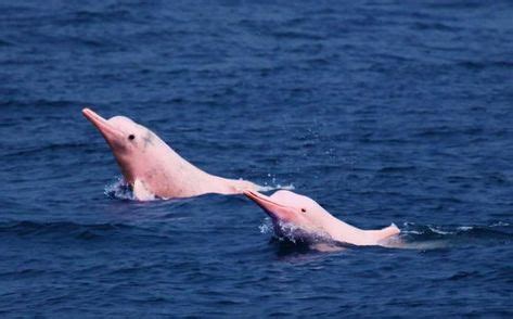 10 Pink dolphins ideas | dolphins, pink dolphin, animals wild