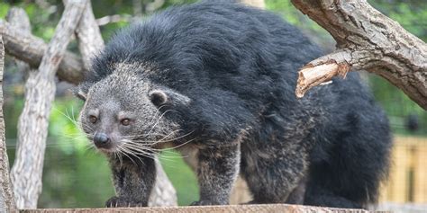 Binturong | Smithsonian's National Zoo