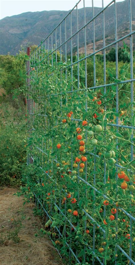 Learn to Build a Fence, Arbor, or Bridge to Support Your Tomatoes ...