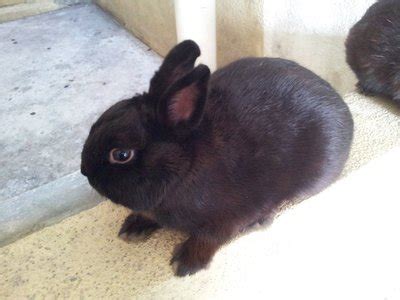 Netherland Dwarf Bunny Sold - 8 Years 4 Months, Black Netherland Dwarf ...