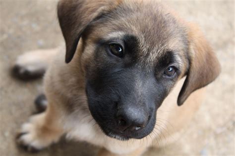 German Shepherd Mastiff Mix Dogs