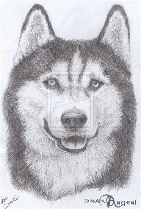 Husky Dog Sketches at PaintingValley.com | Explore collection of Husky Dog Sketches