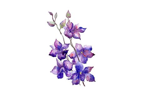 Bouquet of purple flowers PNG watercolor set (146431) | Illustrations ...