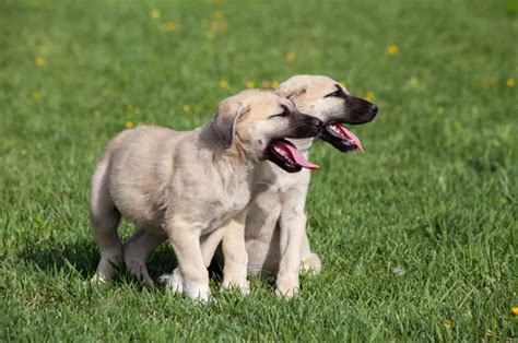 Kangal Dog Price: How Much For This Exotic Breed?