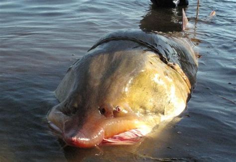 Big Fishes of the World: STURGEON KALUGA (Huso dauricus)