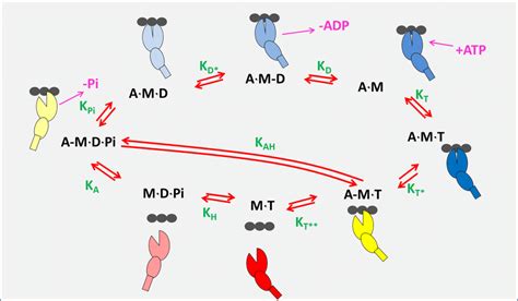 Actin.myosin ATPase driven cross bridge cycle. The three black circles... | Download Scientific ...