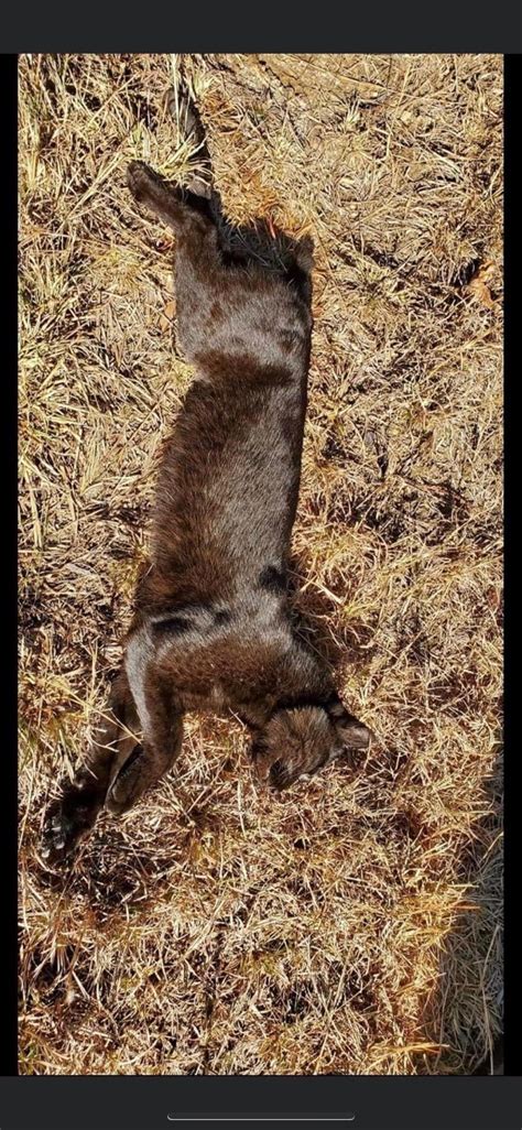 You ever see a black bobcat? | Outdoor Board