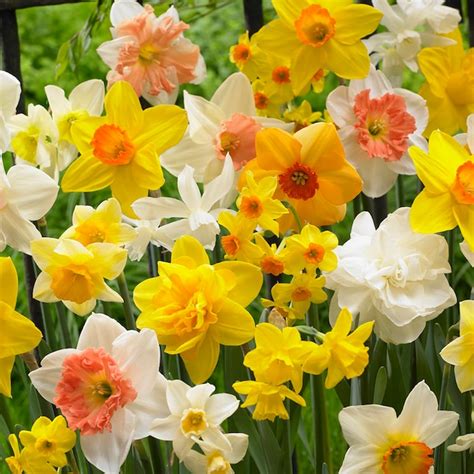 Van Zyverden Multicolor Daffodils Kitchen Sink Mixture Bulbs 50-Count in the Plant Bulbs ...