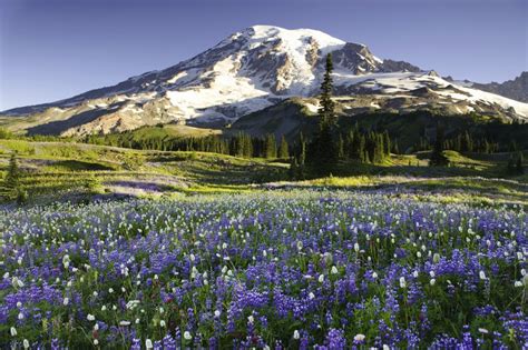 The Most Beautiful Forests to Visit in Washington State