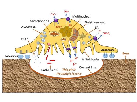 Function of Osteoclast in Bone Resorption - Biology Brain