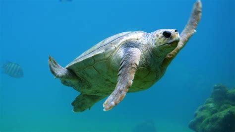 Scuba Diving in Key Largo, Florida Keys