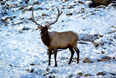 Snowy Elk - Wildlife Photograph - Fringe Photography, LLC