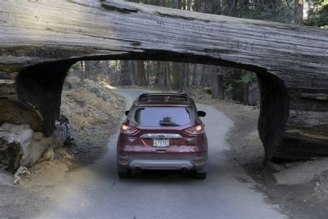 The Sequoia Tree - The Largest Tree on Earth! | Fenceline Photos