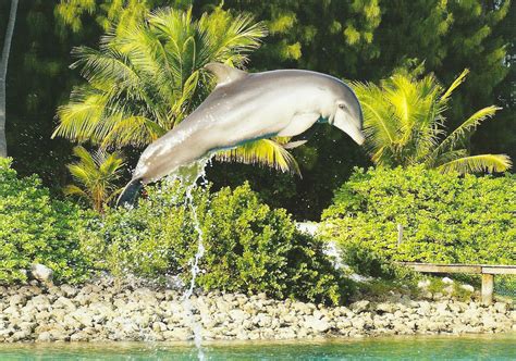 My Favorite Views: Bahamas - Nassau, Dolphin Encounters