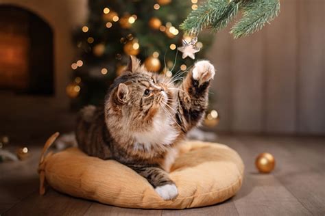 Pics of christmas cats. | IGN Boards